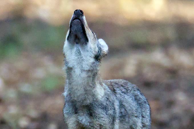 Wolfswelpe (kein Hybride) aus Niedersachsen - Foto: Jürgen Borris