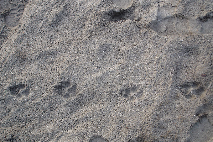 Spuren im Sand - Foto: Czilla Bertoti