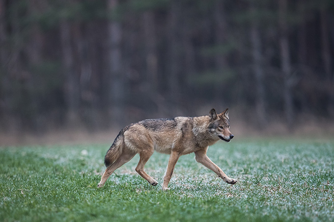 Wolf in Deutschland - Foto: Heiko Anders