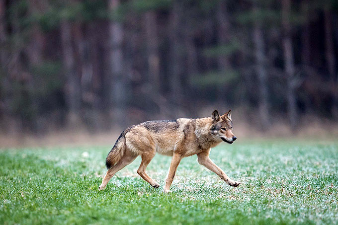 Europäischer Grauwolf in Deutschland Foto: Heiko Anders 