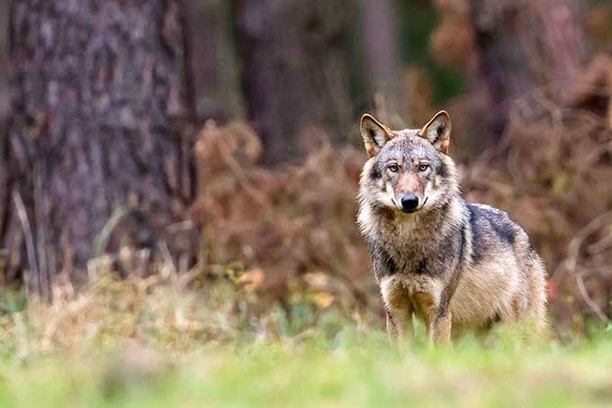 Europäischer Grauwolf in Deutschland Foto: Heiko Anders 