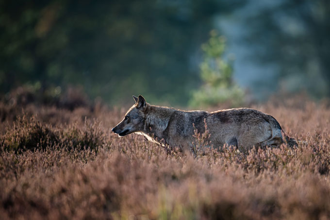 Wolf in der Heide - Foto: Heiko Anders