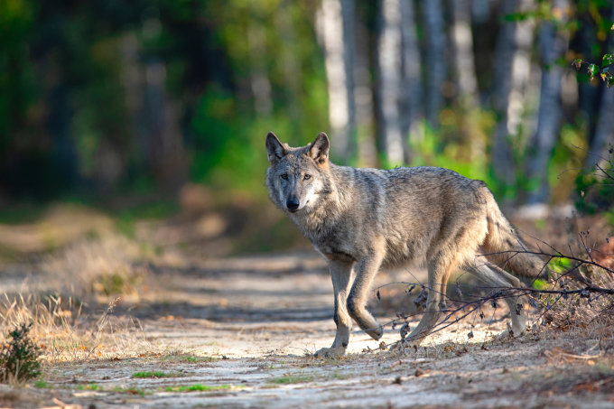 Wolfsbestände wachsen weiterhin. - Foto: NABU/Kathleen Gerber