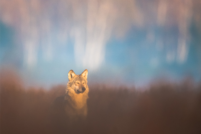 Wolf in der Gorischheide genießt die wärmende Herbstsonne - Foto: NABU/Heiko Anders