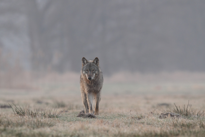 Abschüsse von Wölfen sind kein Kavaliersdelikt! - Foto: NABU/Michael Hamann