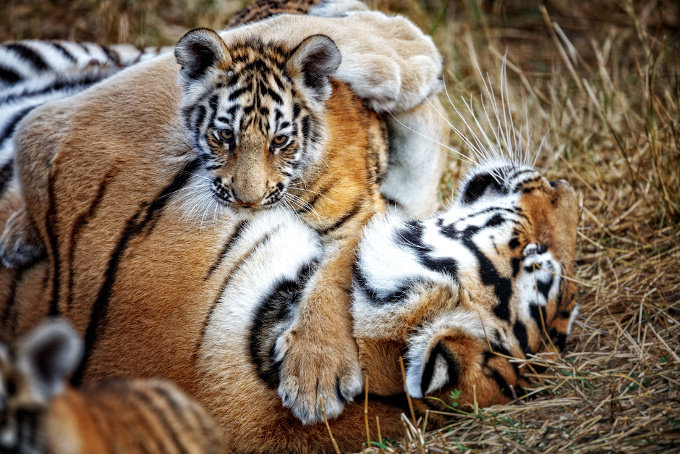 Mutter- und Jungtier- Foto: Adobe Stock/ Baranov 