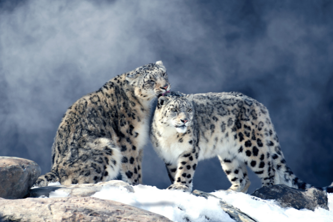 Zwei Schneeleoparden - Foto: Johanne/ Adobe Stock