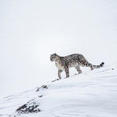 Schneeleopard - Foto: NABU/Ismail Shariff