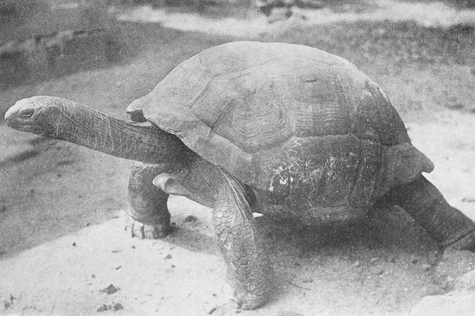 Scan einer Fotografie der Réunion-Riesenschildkröte (Novitates Zoologicae, Vol. 1, 1894 (Hubert Jerningham))