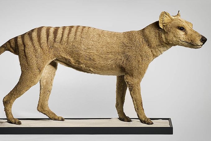 Tasmanischer Beutelwolf - Foto: A. Dittmann/Museum für Naturkunde Berlin