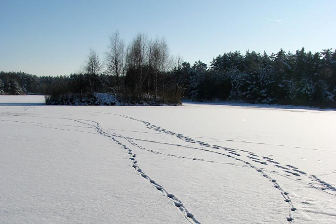 Wolfsspuren des Daubaner Rudels im Schnee - Foto: NABU/Markus Bathen