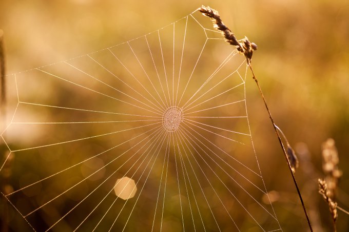 Spinnennetz im Herbst - Foto: Wolfgang Ewert