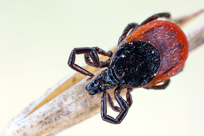 Zecken sind keine Insekten, sie gehören zu den Spinnentieren - Foto: Frank Derer