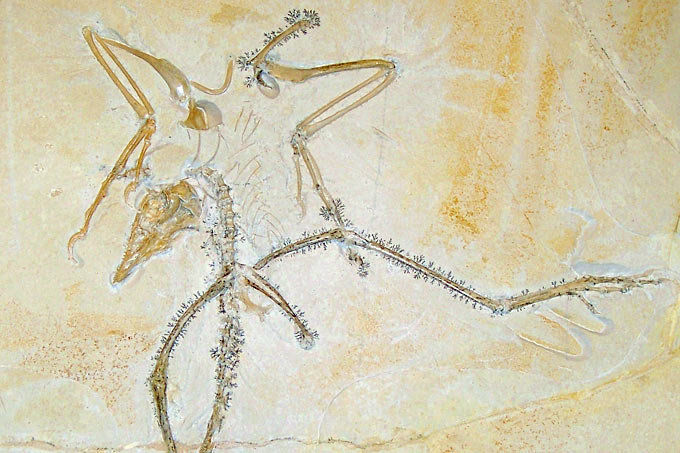 Archaeopteryx im Staatlichen Museum für Naturkunde Karlsruhe – Foto: Stephan Schulz (<a href=https://creativecommons.org/licenses/by-sa/3.0/deed.de target=blank>CC-BY-SA-3.0</a>)