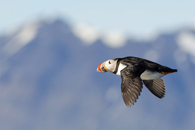 Papageitaucher auf Spitzbergen - Foto: NABU/Christoph Kasulke