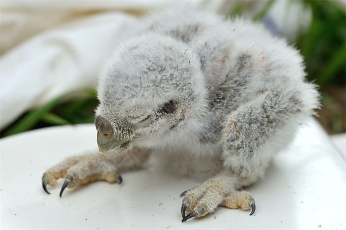 Steinkauzküken - Foto: NABU/Uwe Schmidt