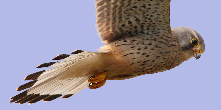 Falke Keksausstecher Ornithologie Fliegen Vogel Wald Wildtiere Geburtstagsparty