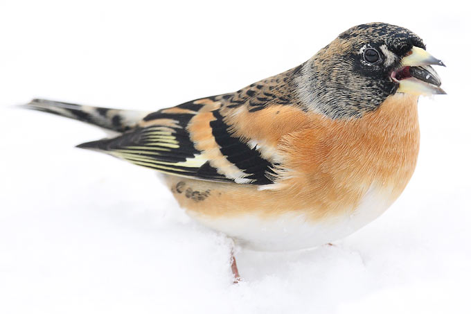 Bergfink im Schnee - Foto: Frank Derer
