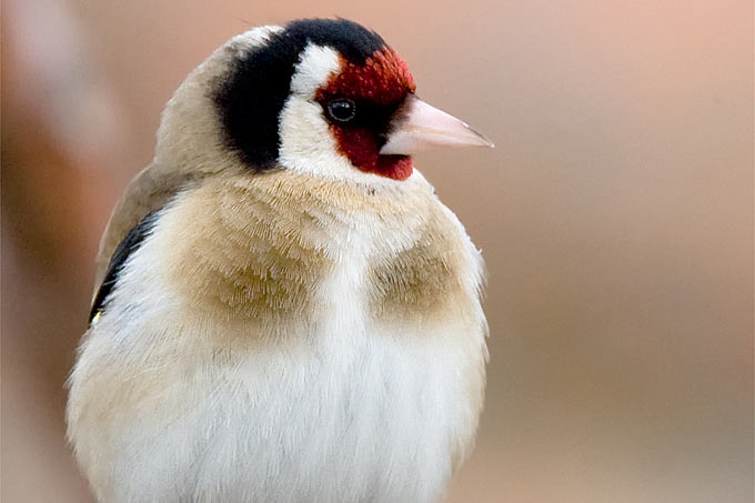 Der Stieglitz (Distelfink) ist Vogel des Jahres 2016 - Foto: Frank Derer