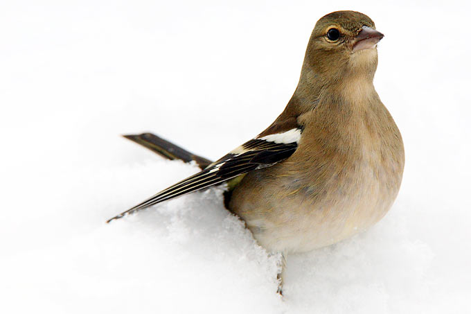 Buchfink im Schnee - Foto: Frank Derer