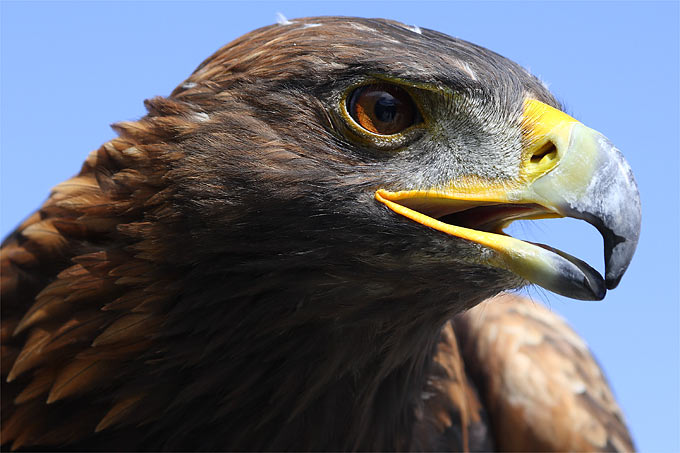 Das Auge des Steinadlers ist vor Sonnenlicht geschützt. So können Adler noch besser sehen. - Foto: Frank Derer