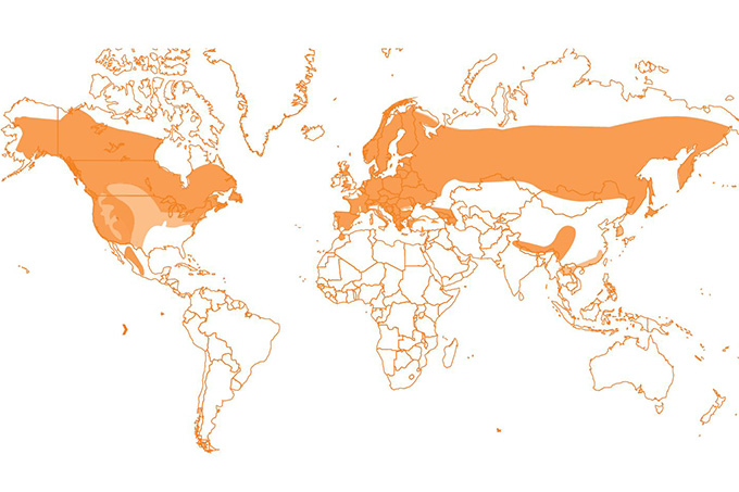 Weltweite Verbreitung des Habichts - Grafik: NABU