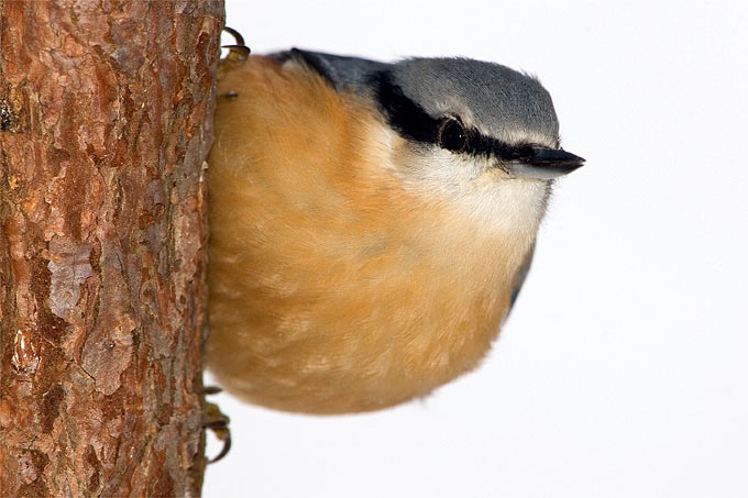 Vergangenes Jahr wurden deutlich weniger Vögel gesichtet. Auch der Kleiber wurde nie seltener beobachtet. - Foto: Frank Derer