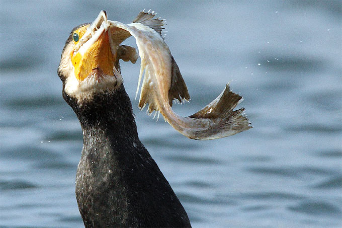 Kormoran mit Fisch - Foto: Frank Derer
