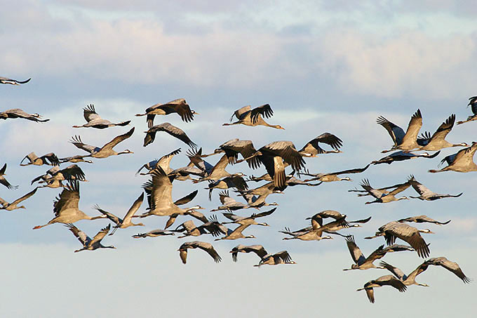 Kraniche zählen zu den Vögeln, die durch Kollisionen an Freileitungen gefährdet sind. - Foto: Klemens Karkow