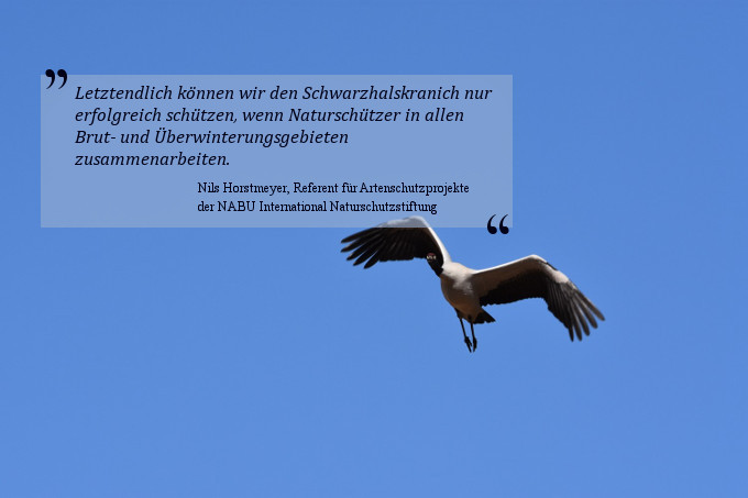 Fliegender Schwarzhalskranich - Foto: Anne Kettner