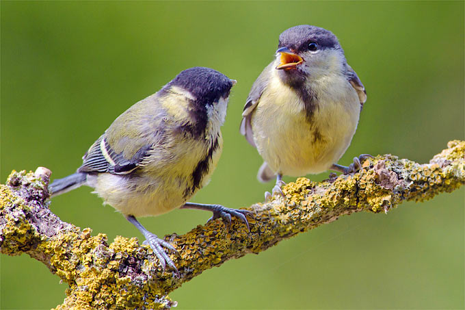 vögeln helfen vogelschutztipps des nabu