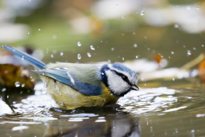 Eine Blaumeise badet - Foto: Getty Images/Mantonature
