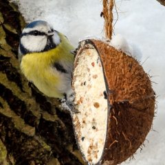 Eine Blaumeise an einer mit Vogelfutter gefüllten Kokosnuss - Foto: NABU/Kathy Büscher