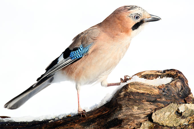 Der Eichelhäher könnte einer der Gewinner der diesjährigen Stunde der Wintervögel sein. - Foto: Frank Derer