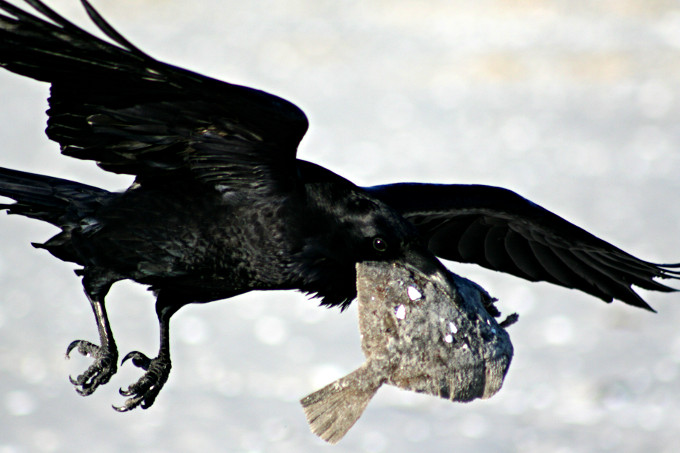 Kolkrabe fliegt mit gestohlener Beute davon - Foto: Sven Koschinski