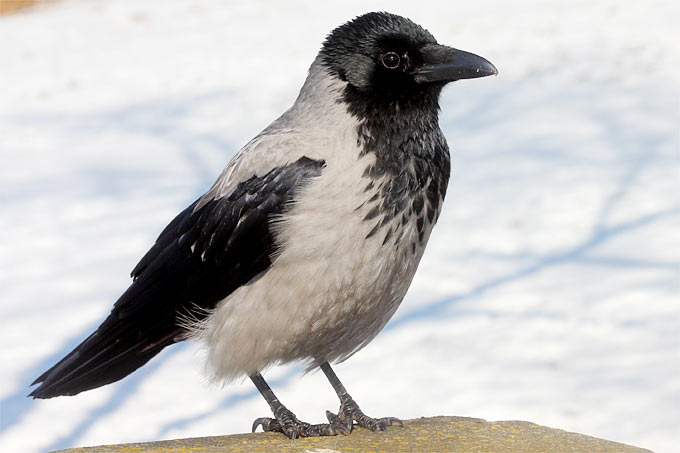 Wintervögel bestimmen: Rabenvögel im Vergleich - NABU