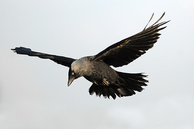 Dohle im Flug - Foto: Christian Falk