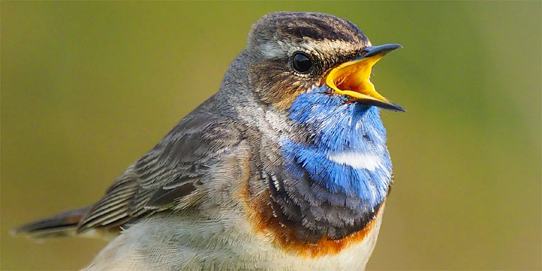 Vögel in Deutschland: 307 Arten kurz vorgestellt – NABU