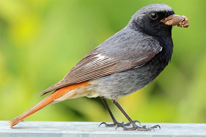 unsere 40 häufigsten gartenvögel kurz vorgestellt  nabu