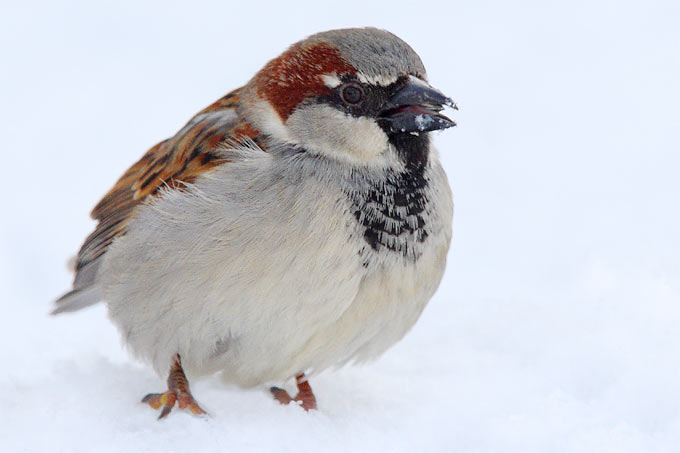 Fast 250.000 Haussperlinge wurden gemeldet. Damit ist der Spatz der häufigste Wintervogel 2012 - Foto: Frank Derer