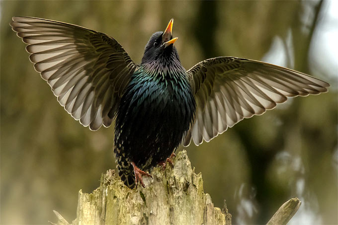 Singender und zwitschernder Vogel im Stumpfgeräusch Aktiviertes 