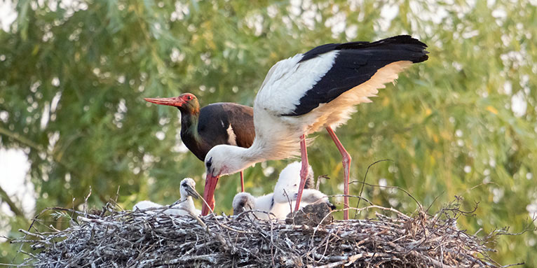 Die einzigartige Storchenfamilie im Nest - Foto: Jan Piecha