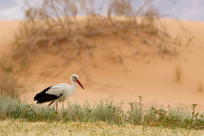 Weißstorch am Rand der Wüste - Foto: NABU/Thomas Krumenacker