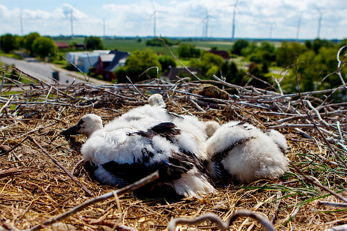 Weißstorchnachwuchs im Nest - Foto: NABU/Felix Paulin