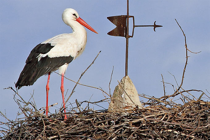Weißstorch auf dem Nest - Foto: Frank Derer