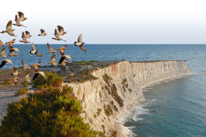 Turteltauben ziehen über Malta. - Foto: Birdlife Malta