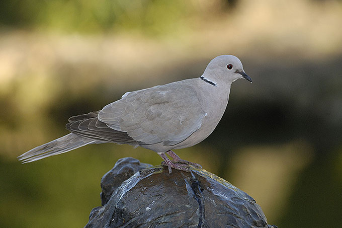 20140929-nabu-tuerkentaube-tom-dove.jpeg