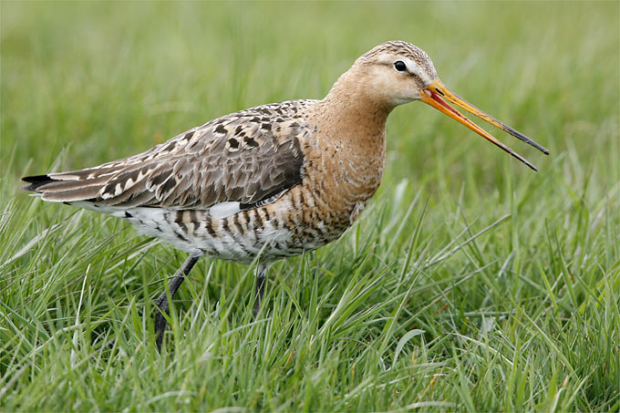 Die Uferschnepfe gehört zu den besonders gefährdeten Grünlandvögeln - Foto: Frank Derer