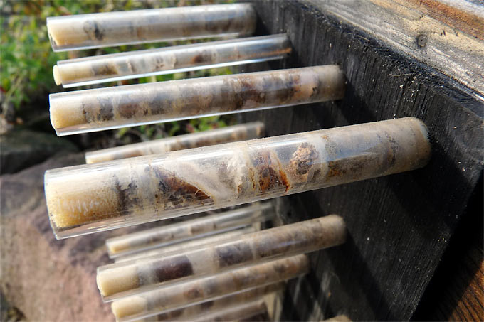 So bitte nicht: In durchsichtigen „Beobachtungsröhrchen“ stirbt infolge Verpilzung oft ein Großteil der Bienenbrut ab. (Plexi-)Glasröhrchen sind als Nisthilfe ungeeignet! Foto: Margarete Ratzel