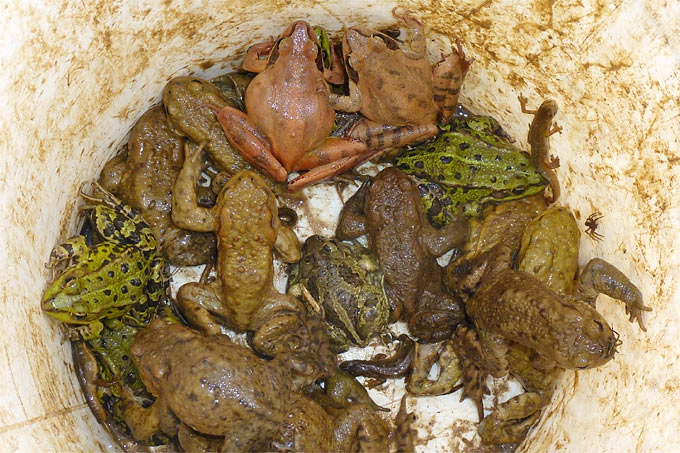 Auch in der Wandersaison 2015 wünschen wir allen Amphibienschützern allzeit gut gefüllte Sammeleimer! - Foto: Gerhard Eppler